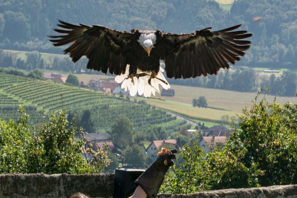 riegersburg, raptor, birds of prey