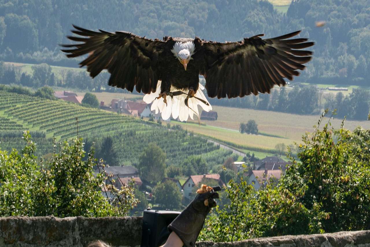 riegersburg, raptor, birds of prey