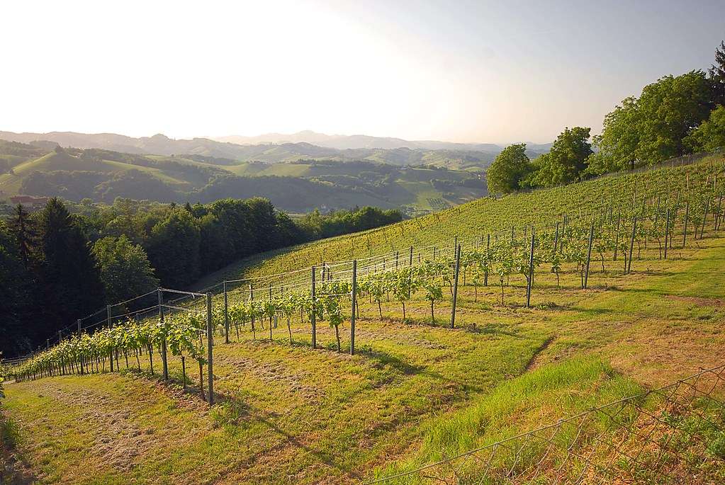 Wies weinhang weingarten frühling