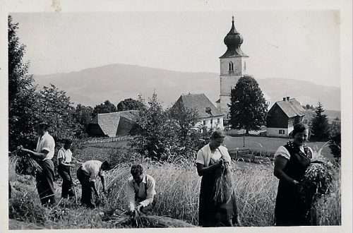Osterwitz Getreideernte Zachfeld ca. 1930